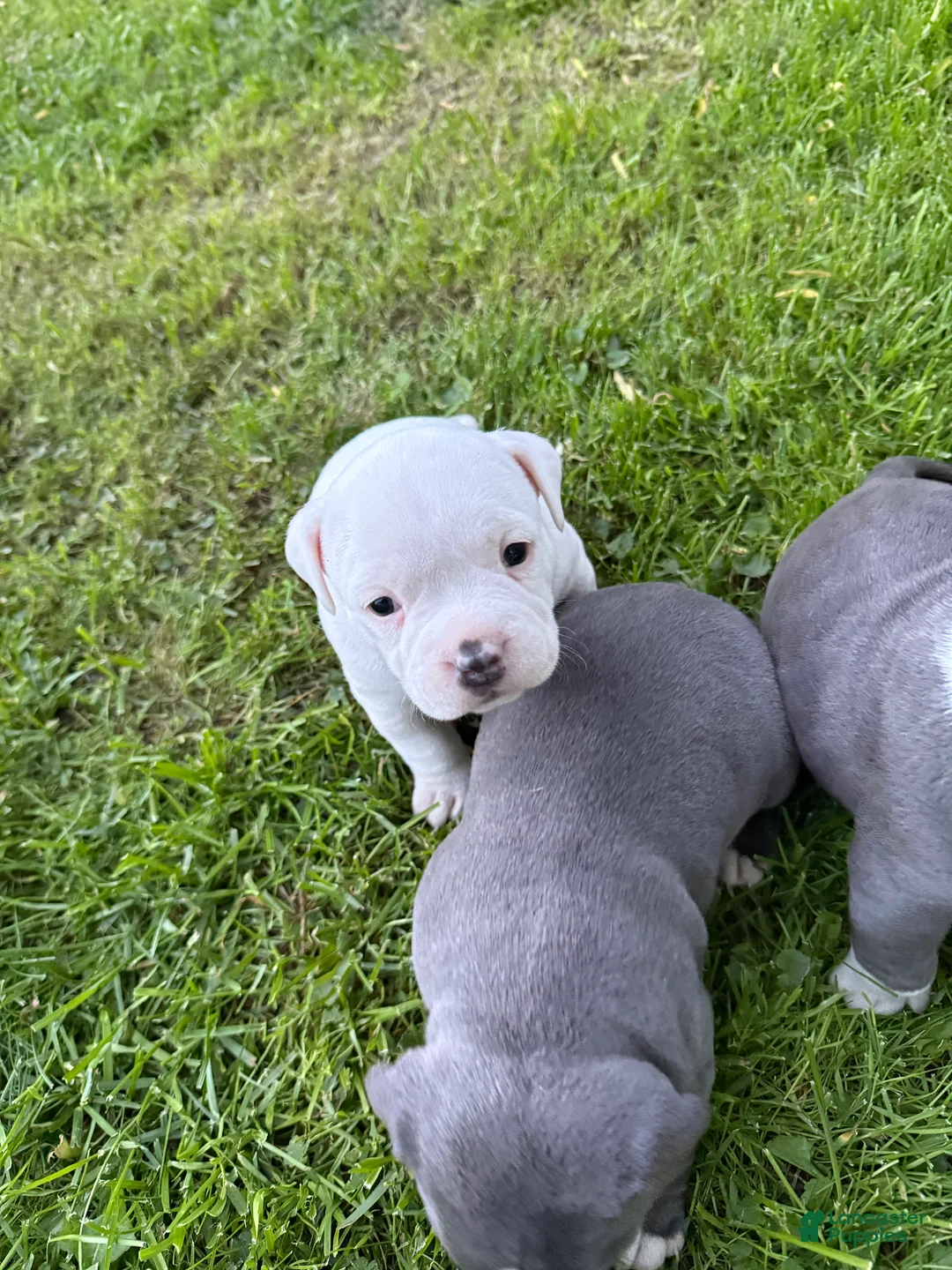 American Bully dogs for sale: Bailey  - Ad 1