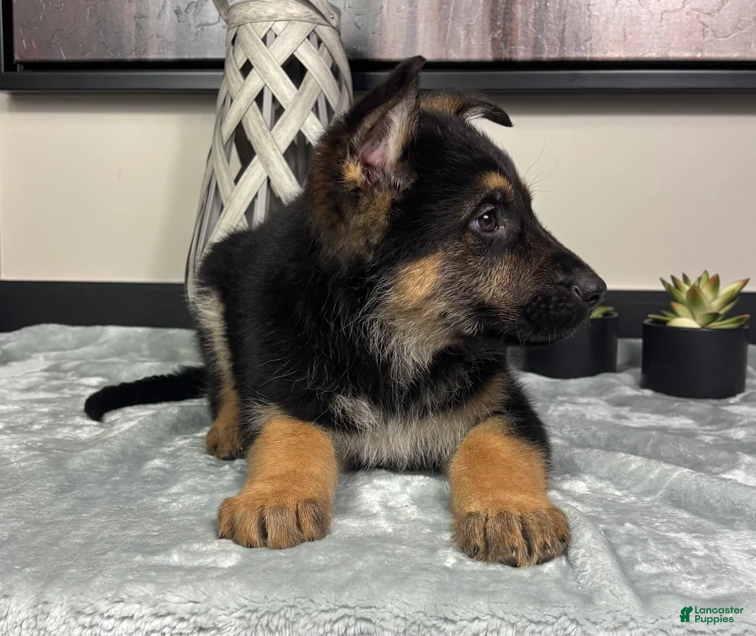 German Shepherd dogs for sale:  Boy 2: Joey  - Ad 7