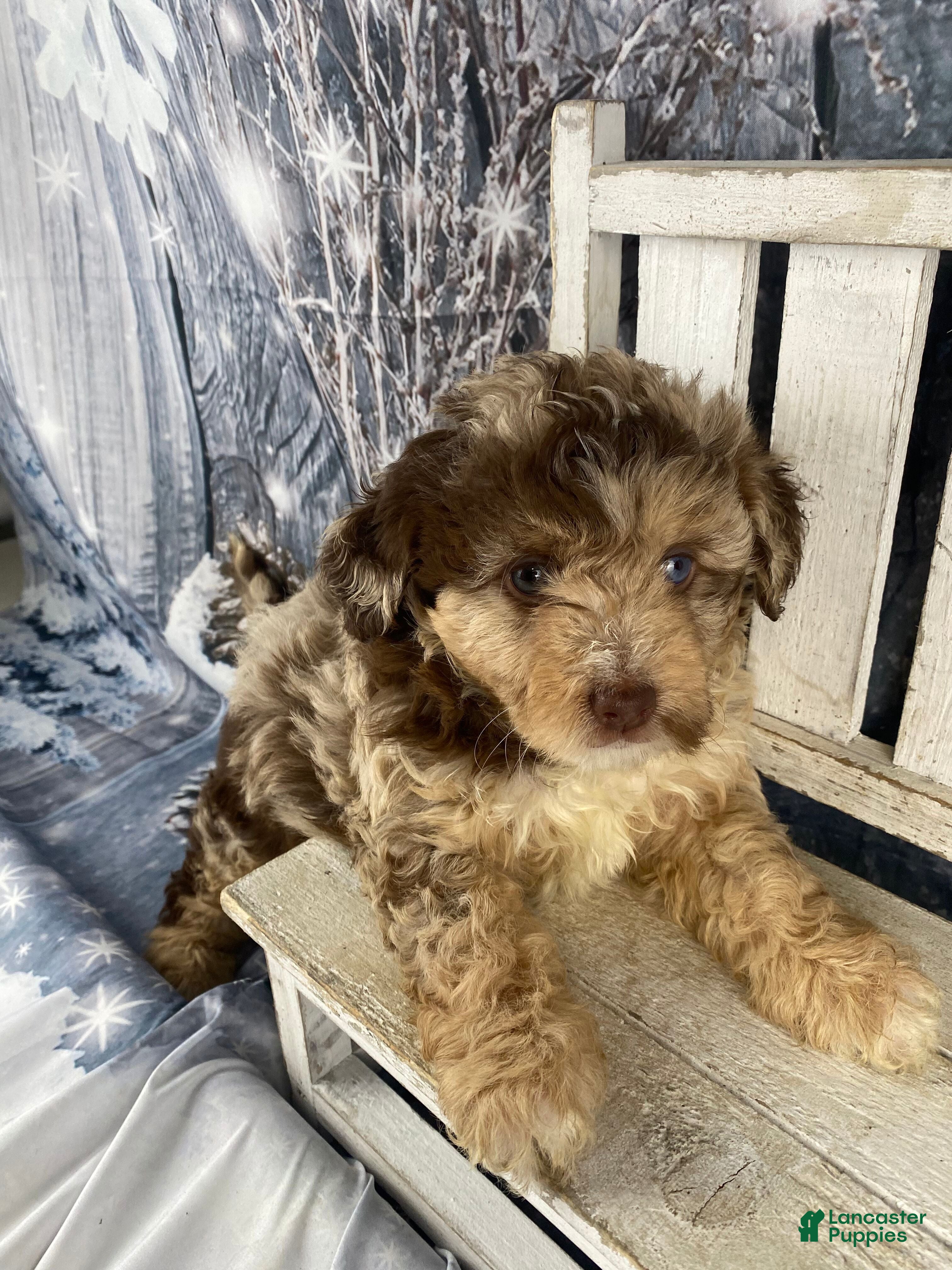 Mini Aussiedoodle dogs Indy - Ad 1