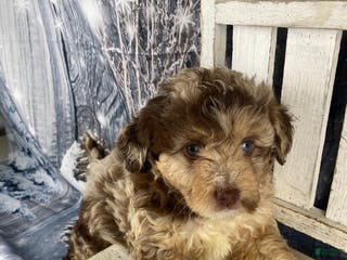Mini Aussiedoodle dogs Indy - Ad 4