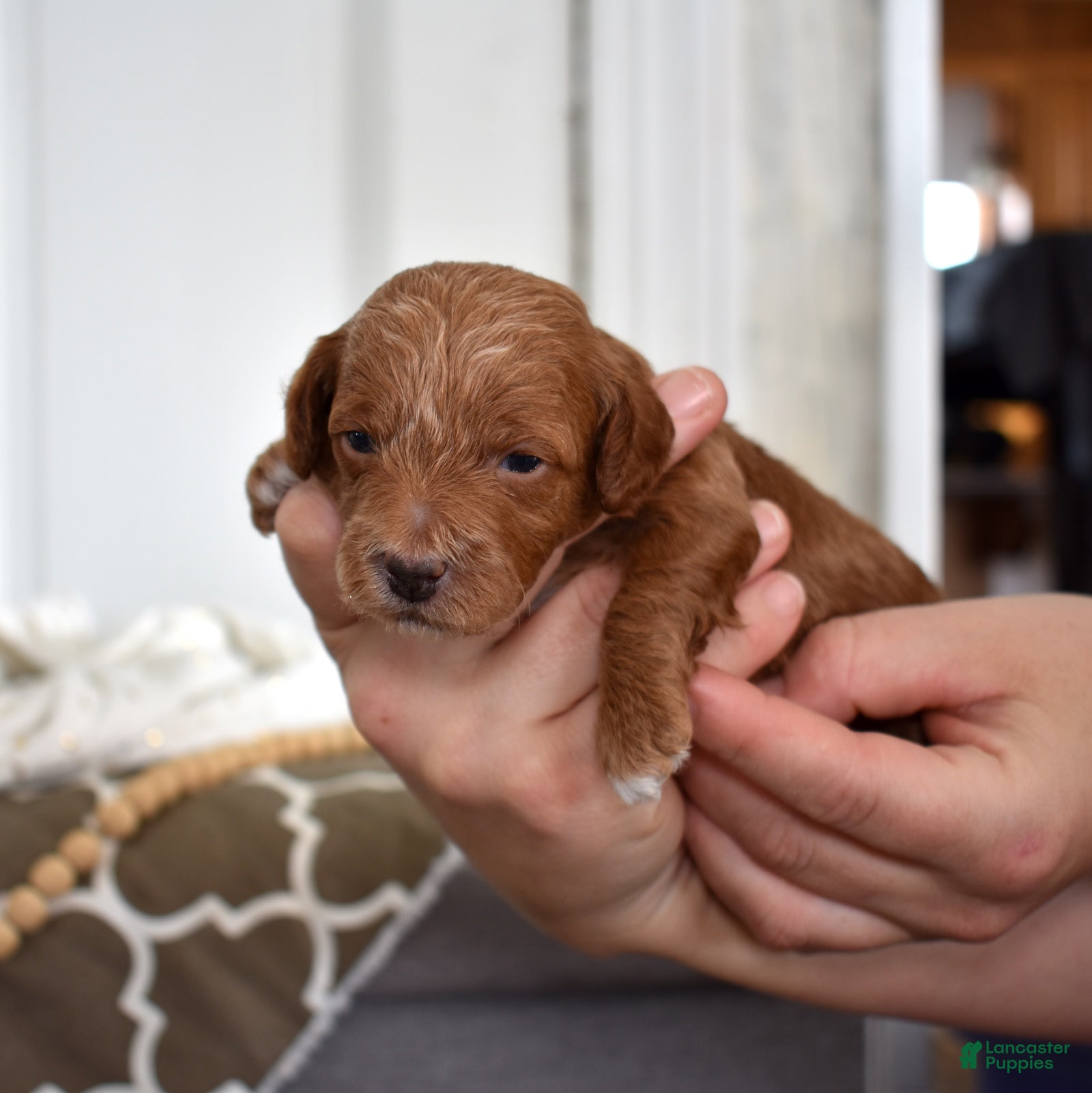 Toy Poodle dogs Patrick  - Ad 2