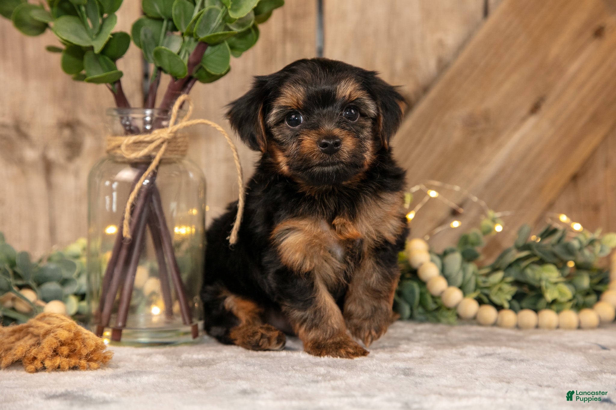 Yorkshire Terrier dogs Domino - Ad 1