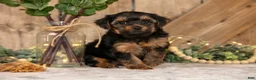 Yorkshire Terrier dogs for sale: Domino - Ad 1