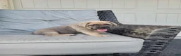 Cane Corso dogs for sale: Maverick - Ad 4
