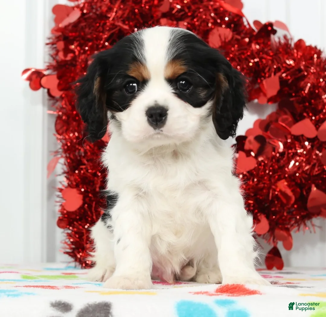 Cavalier King Charles Spaniel dogs for sale: Freddy - Ad 2