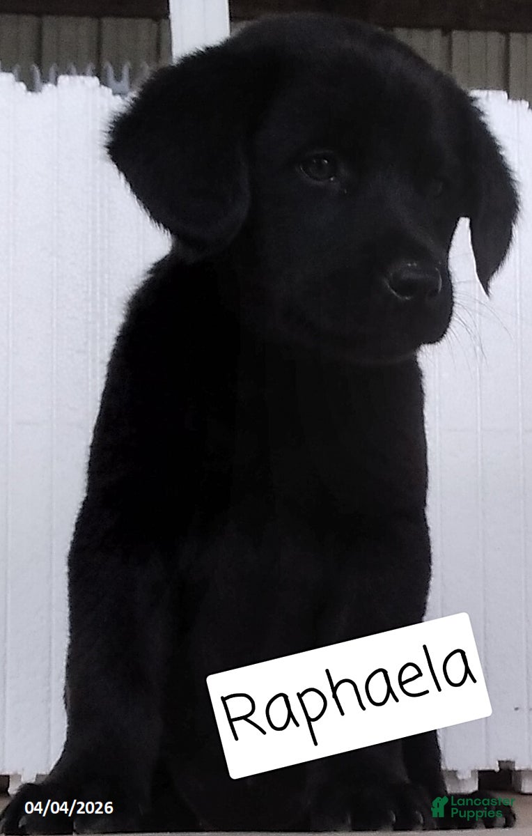 Mixed Breed dogs Rapheala - Ad 1