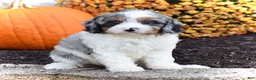 Cavapoo dogs for sale: Dixie - Ad 3