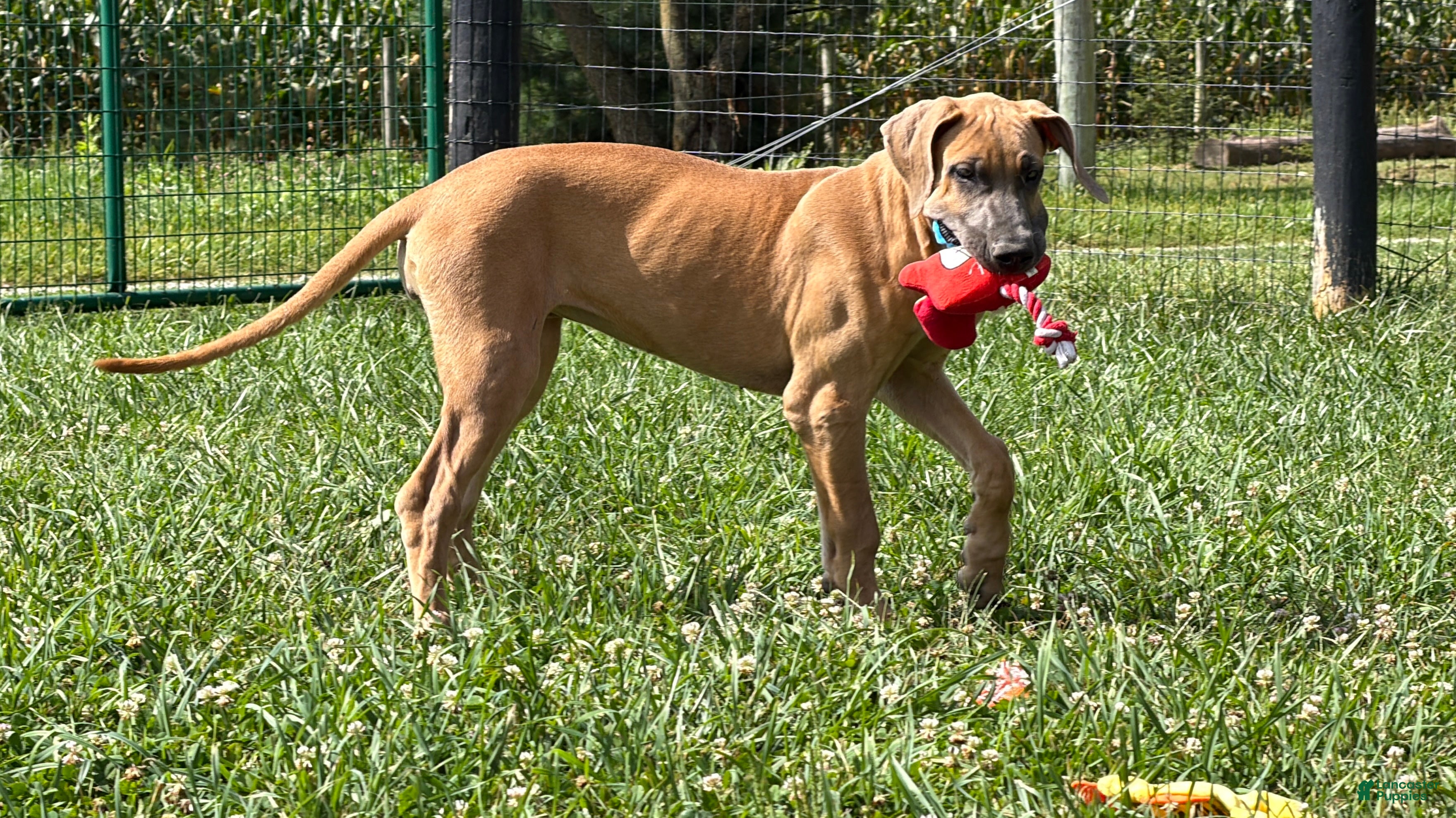 Great Dane dogs Patience Great Dane  - Ad 1