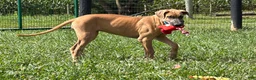 Great Dane dogs for sale: Patience Great Dane  - Ad 6