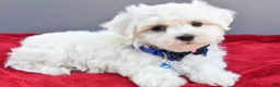 Maltese dogs for sale: Domino - Ad 7