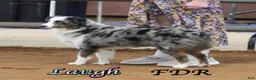 Toy Australian Shepherd dogs for sale: Booker - Ad 10