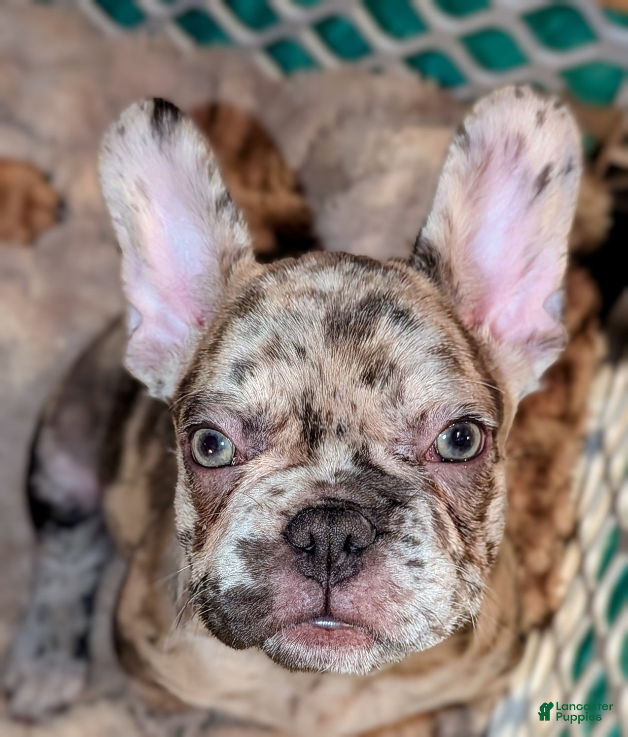 French Bulldog dogs Calico - Ad 16