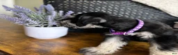 Miniature Schnauzer dogs for sale: Rosie - Ad 6