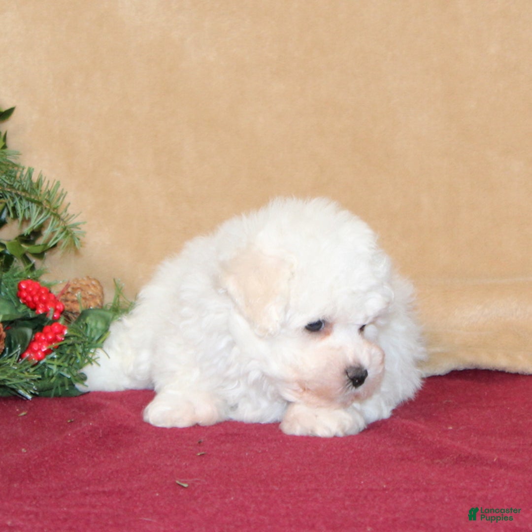 Bichon Frise dogs for sale: Daisy - Ad 2