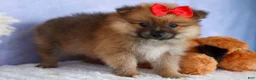 Pomeranian dogs for sale: Fabio  - Ad 10