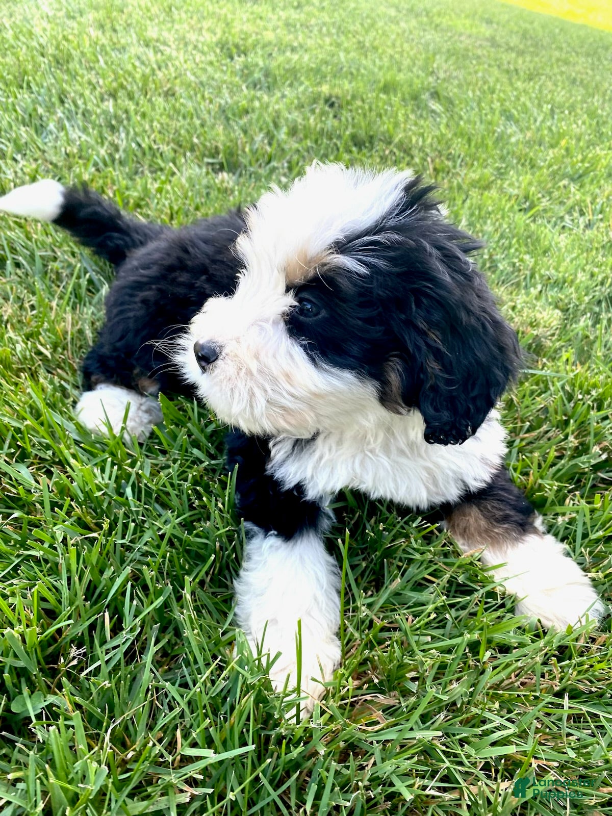 Bernedoodle dogs Cream - Male - Ad 1