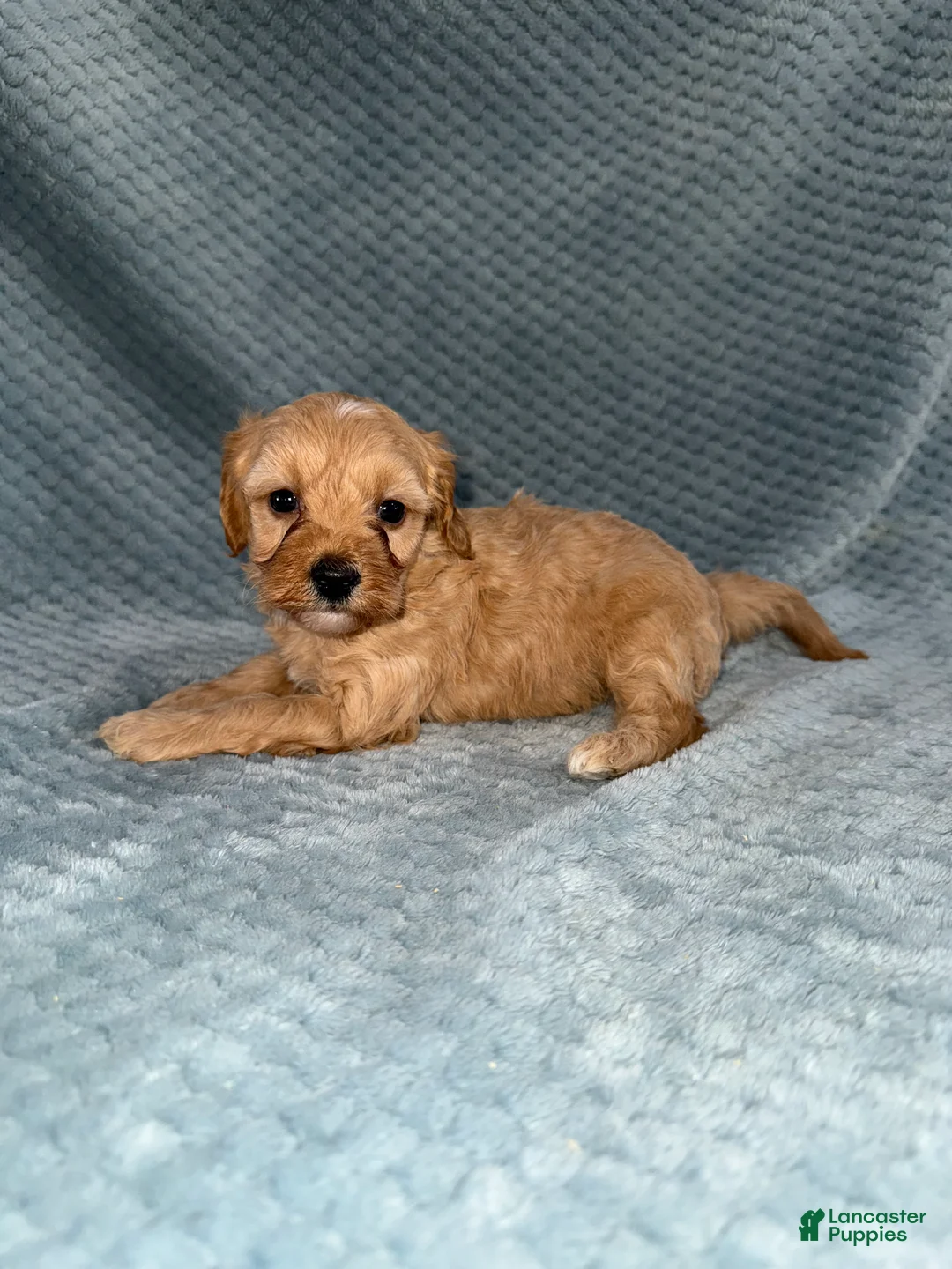 Cavapoo dogs for sale: Cavapoo Puppy 2 - Ad 1
