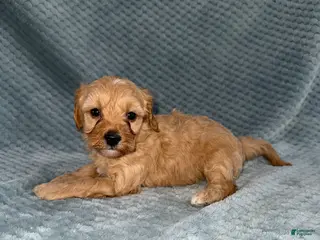 Cavapoo dogs Cavapoo Puppy 2 - Ad 15