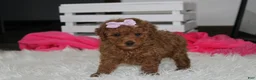 Miniature Poodle dogs for sale: Sierra  - Ad 7