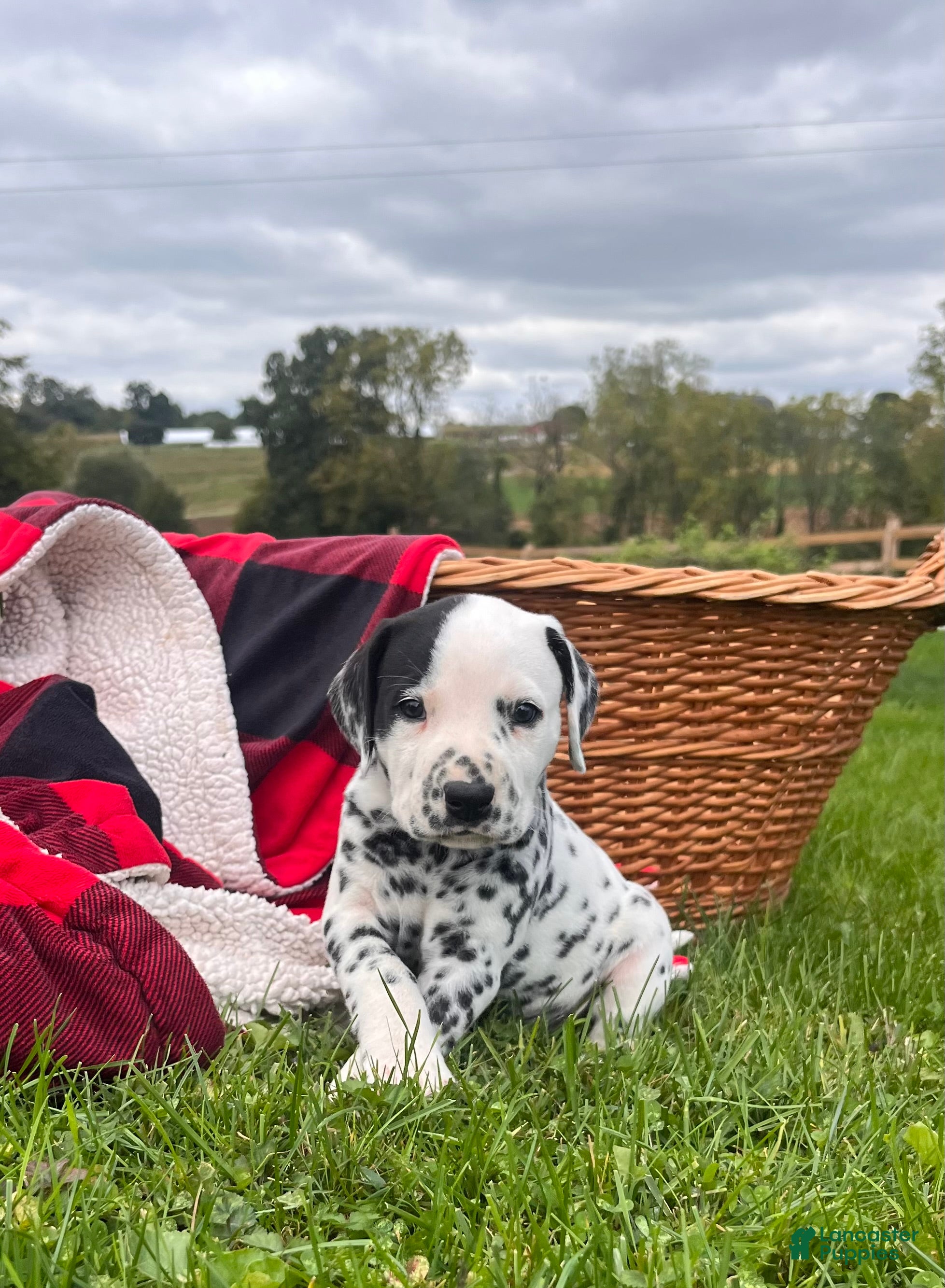Dalmatian