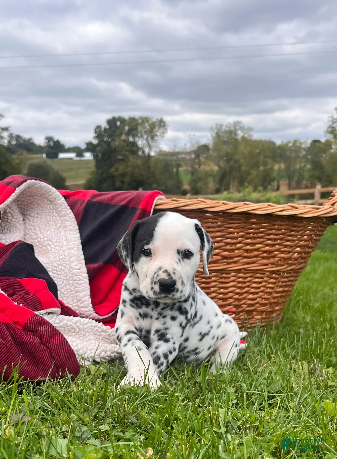 Dalmatian dogs for sale: Richard ❤️akc genetic tested  - Ad 1
