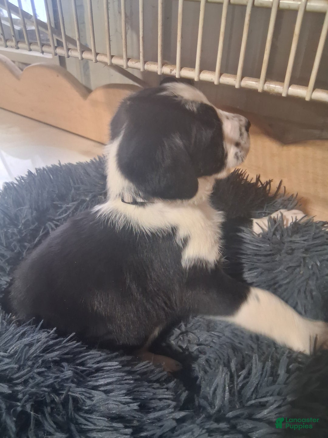 Mixed Breed dogs for sale: Junior - Ad 3
