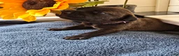 Mixed Breed dogs for sale: Zira (purple collar) - Ad 3