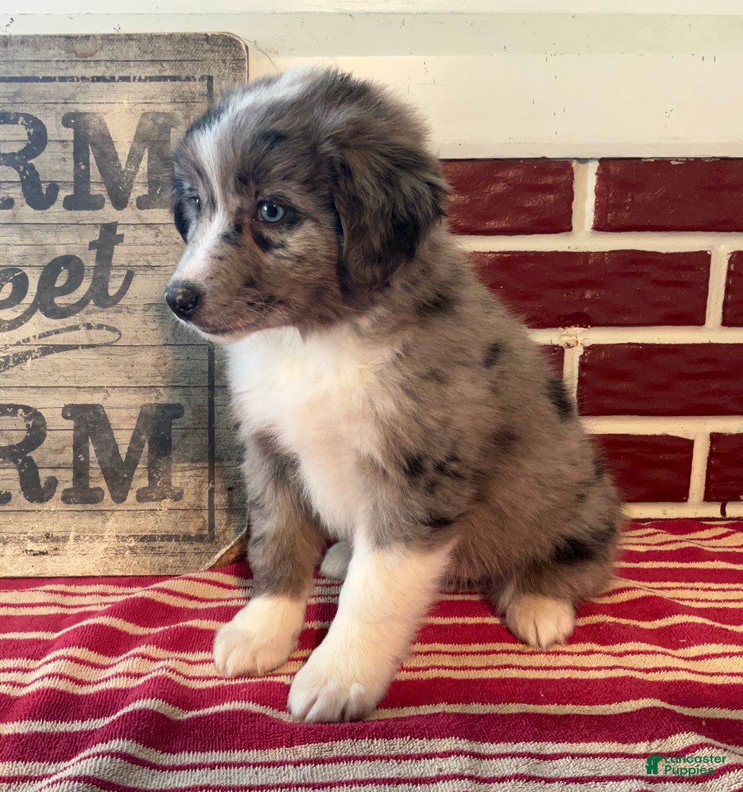 Mixed Breed dogs for sale: Sandy - Ad 2