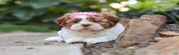 Shih Tzu dogs for sale: Goldie - Ad 6