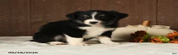 Mixed Breed dogs for sale: Almond - Ad 5