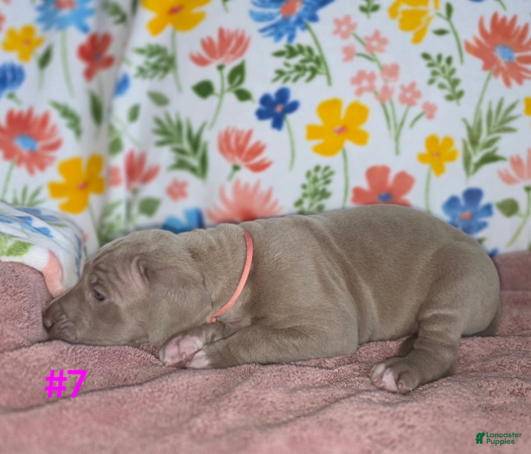 Great Dane dogs for sale: Great Dane Puppy 7 - Ad 6