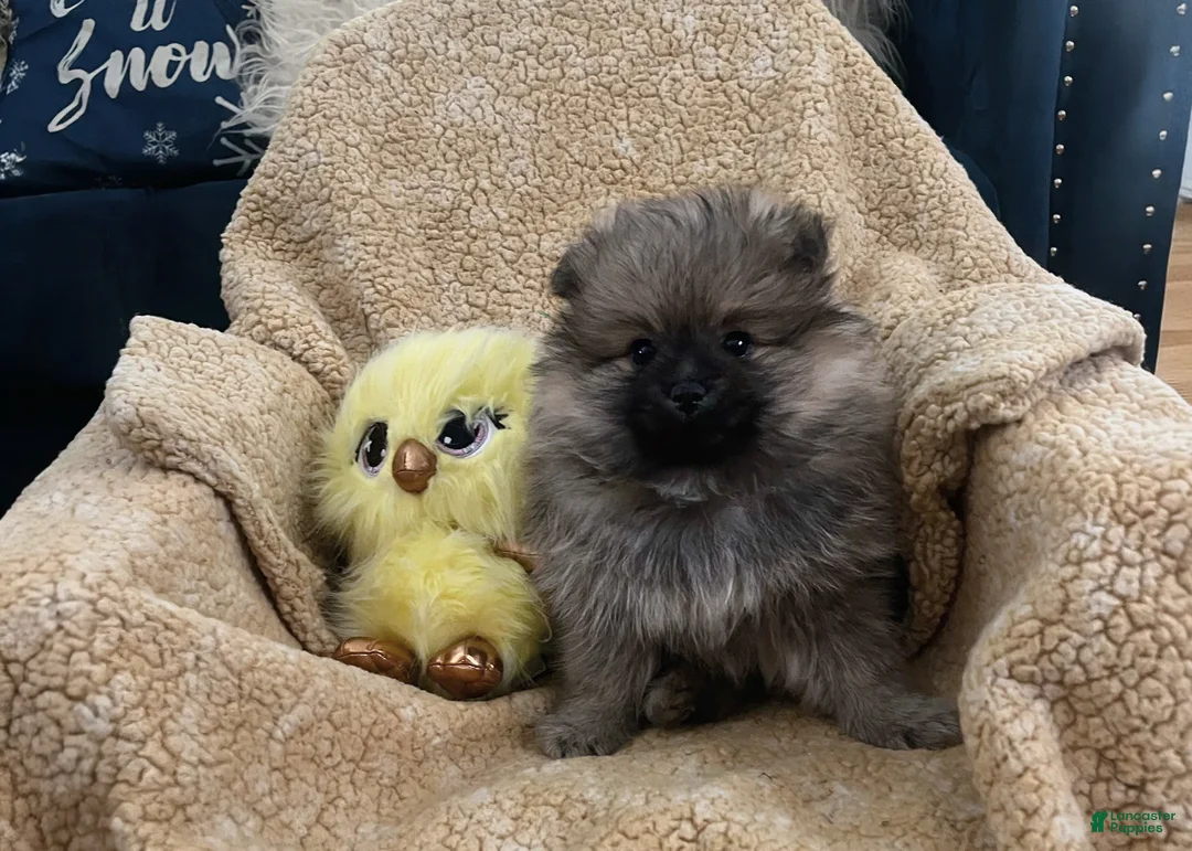 Pomeranian dogs for sale: Pomeranian Puppy 1 - Ad 1