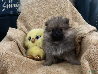 Pomeranian dogs for sale: Pomeranian Puppy 1 - Ad 1