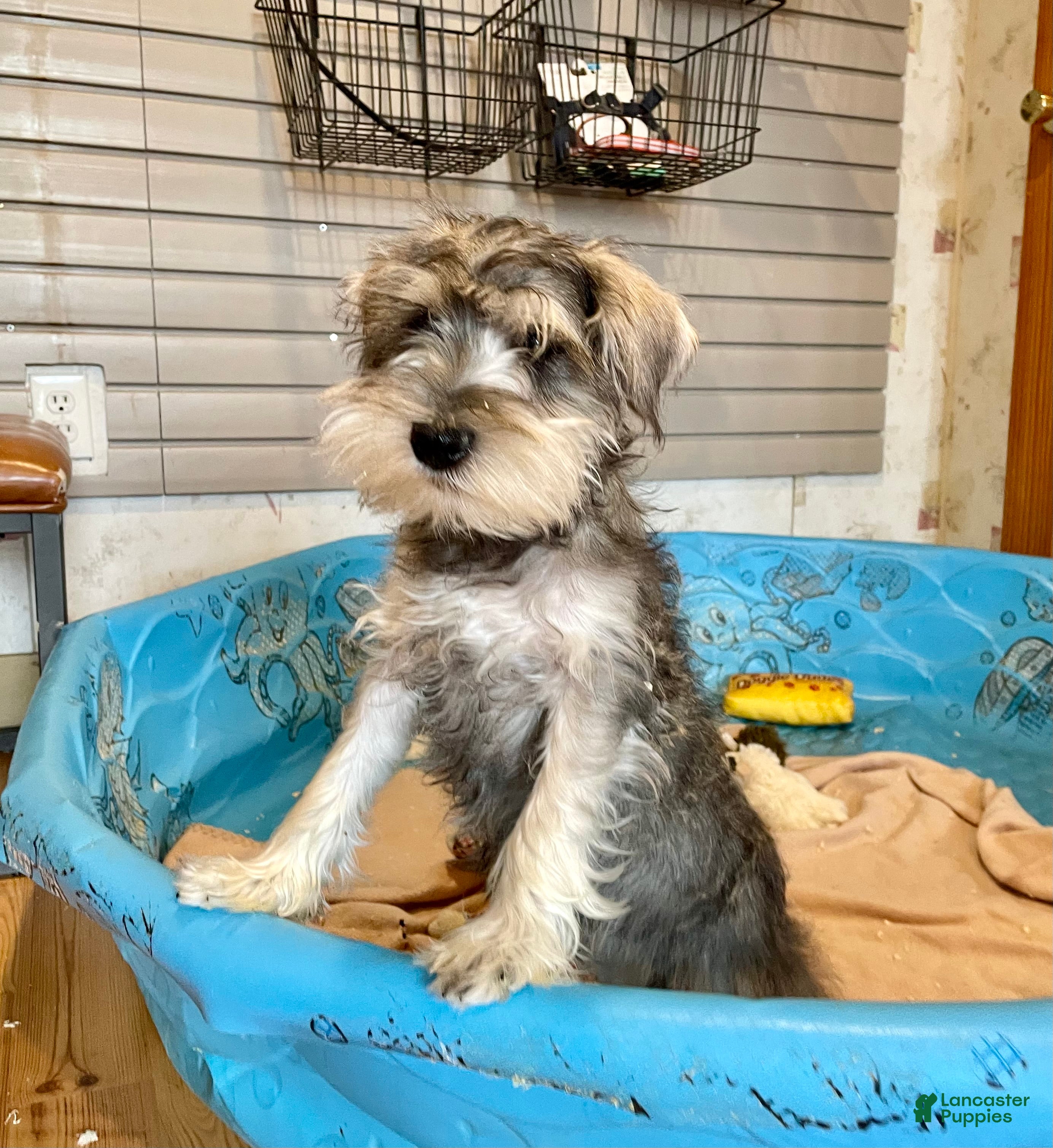 Miniature Schnauzer dogs Jake - Ad 23