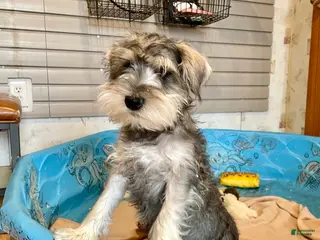 Miniature Schnauzer dogs Jake - Ad 16