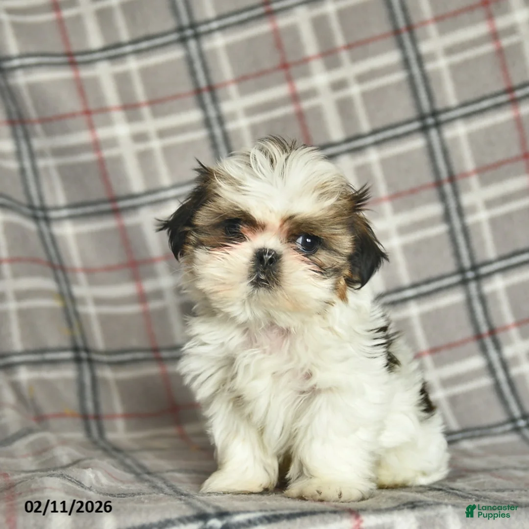 Shih Tzu dogs for sale: Violet  - Ad 3