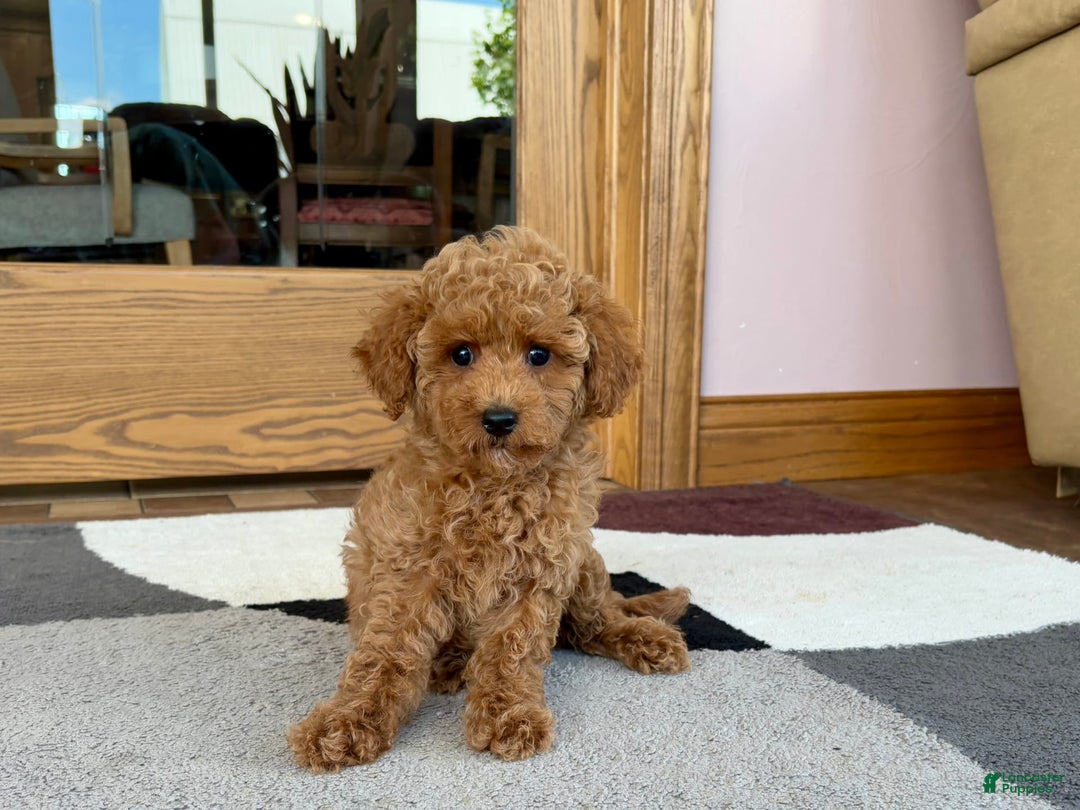 Cockapoo dogs for sale: Terrance - Ad 6