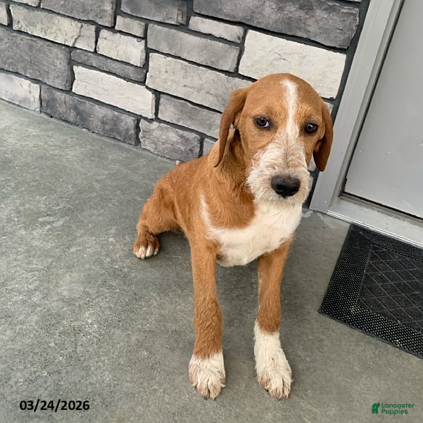 Mixed Breed dogs Hadassah - Ad 2