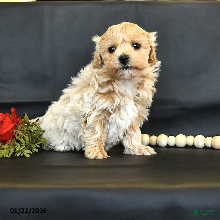 Maltipoo dogs Macie - Ad 3