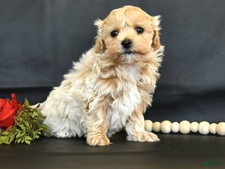 Maltipoo dogs Macie - Ad 3