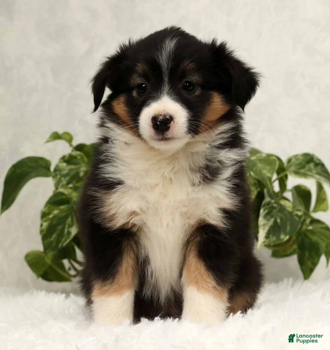 Miniature Australian Shepherd dogs for sale: Sasha - Ad 1