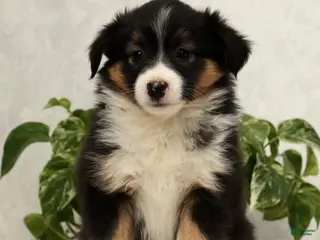 Miniature Australian Shepherd dogs Sasha - Ad 3