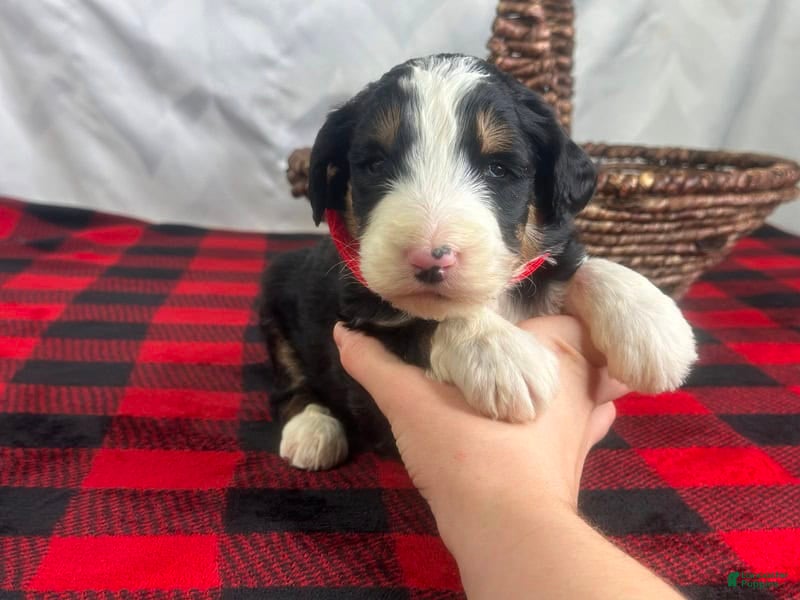 Bernedoodle dogs Ivanhoe - Ad 20