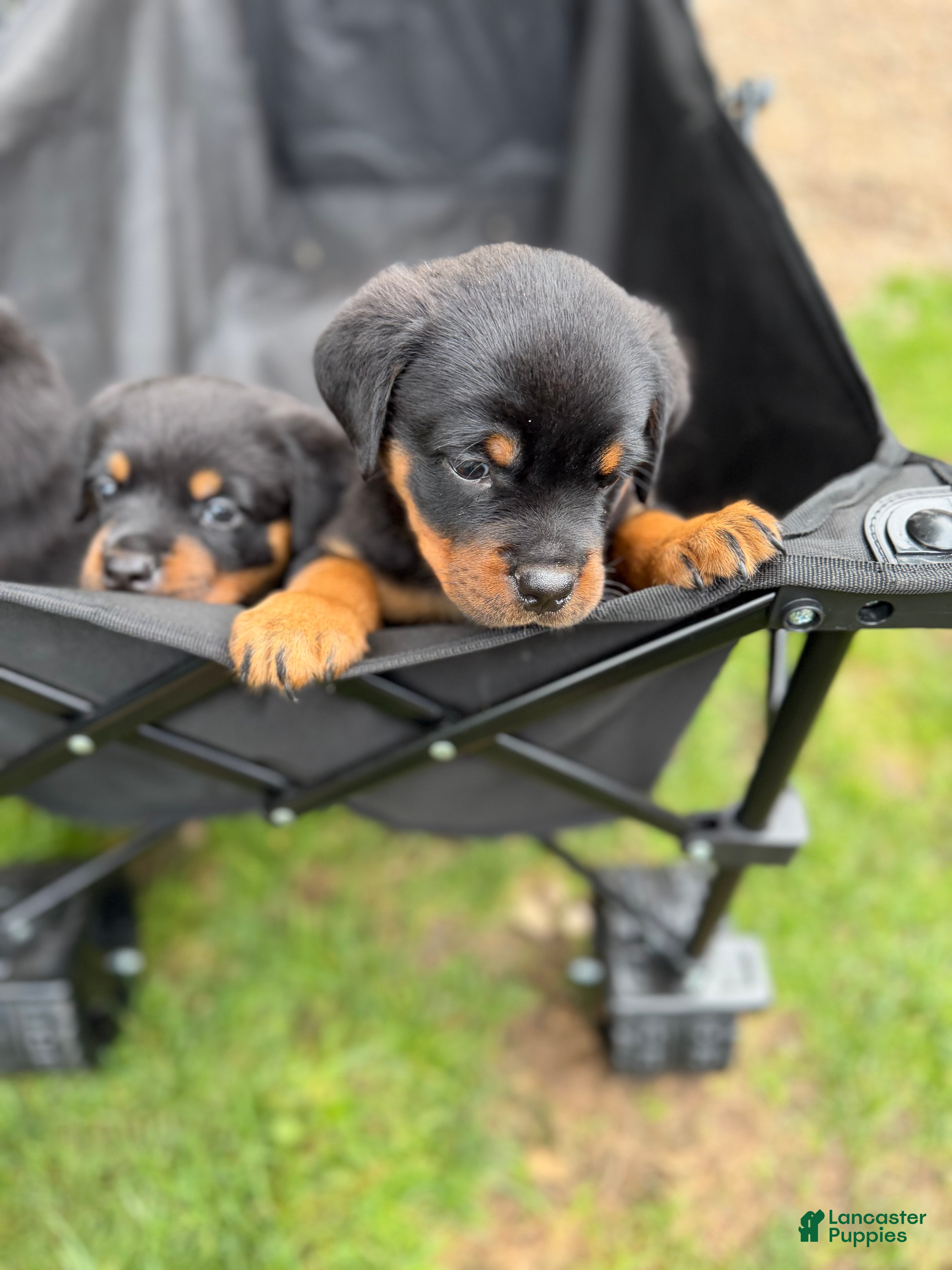 Rottweiler dogs Rottweiler 2 - Ad 2