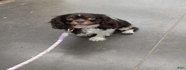 Crash 