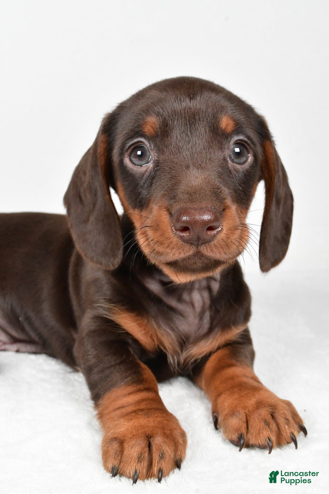 Miniature Dachshund dogs for sale: Frankie - Ad 2