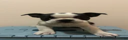 Boston Terrier dogs for sale: Nicky - Ad 2