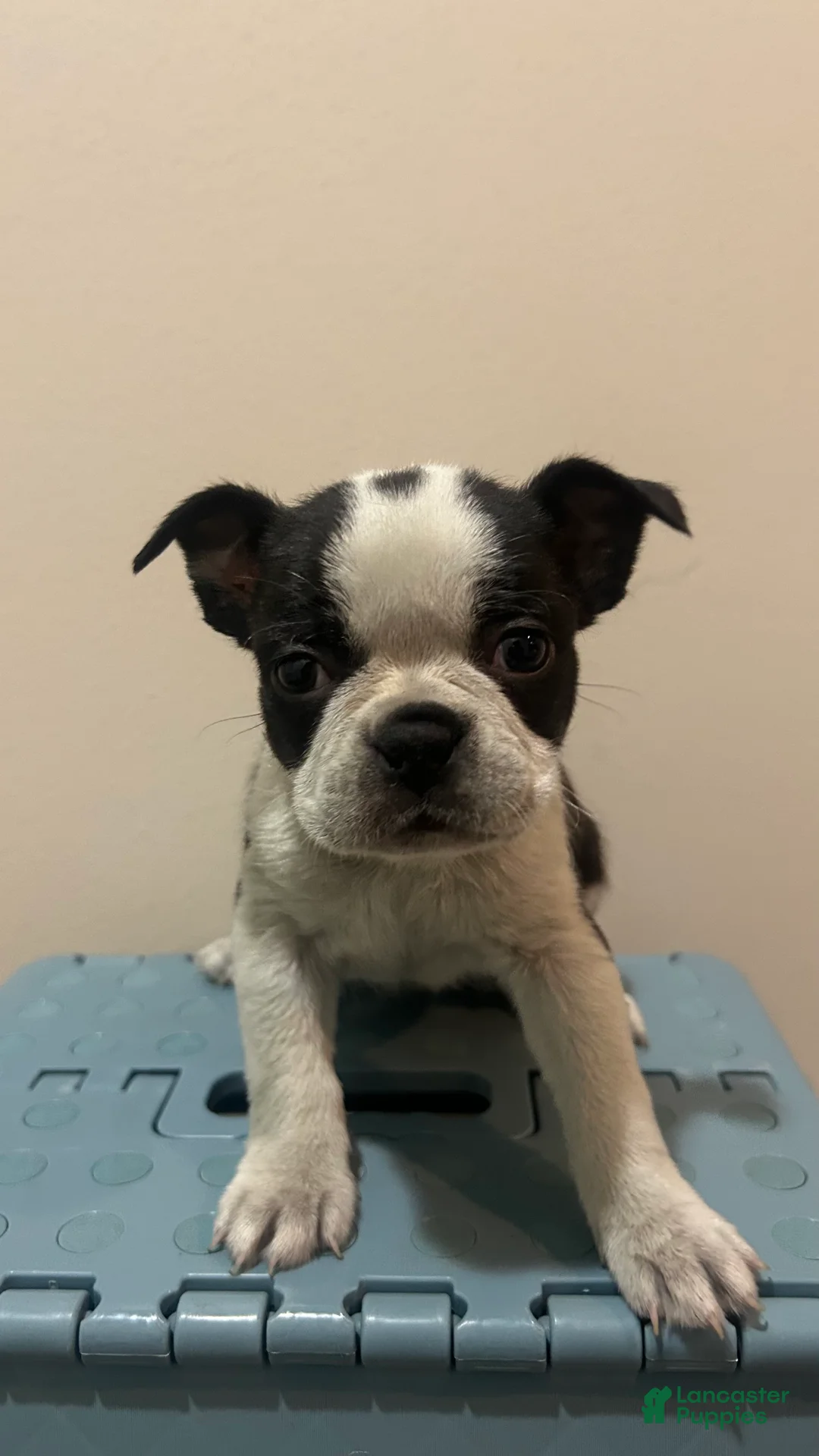 Boston Terrier dogs for sale: Nicky - Ad 2