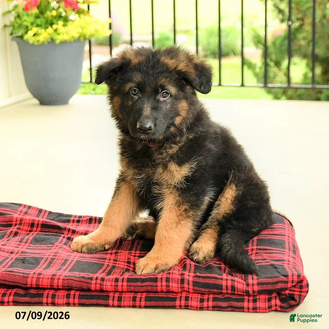 German Shepherd dogs for sale: Rownan - Ad 2