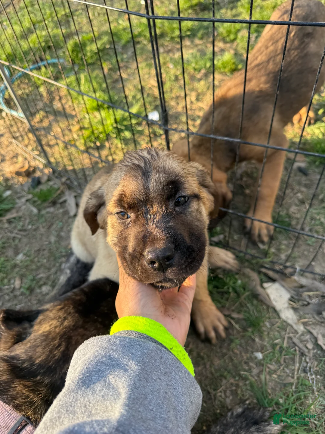 Cane Corso dogs for sale: Cane Corso Puppy 3 - Ad 1
